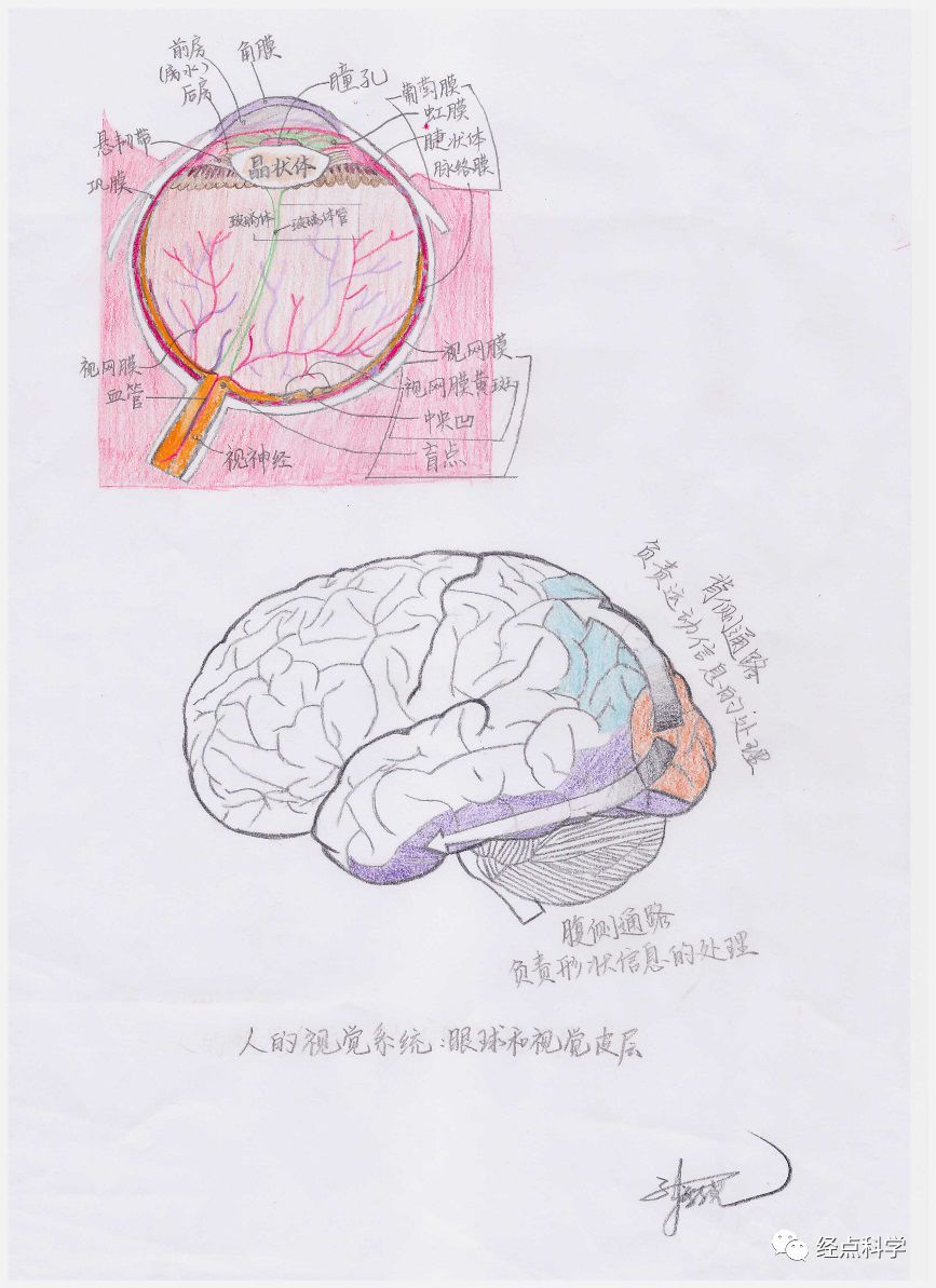 这是一种真实的感知觉,它反映的是人视网膜物理(光)输入和大脑视皮层