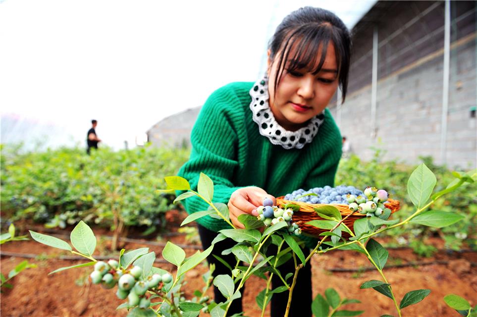 11日,山东青岛西海岸新区宝山镇大陡崖村超帅家庭农场,游客在采摘蓝莓