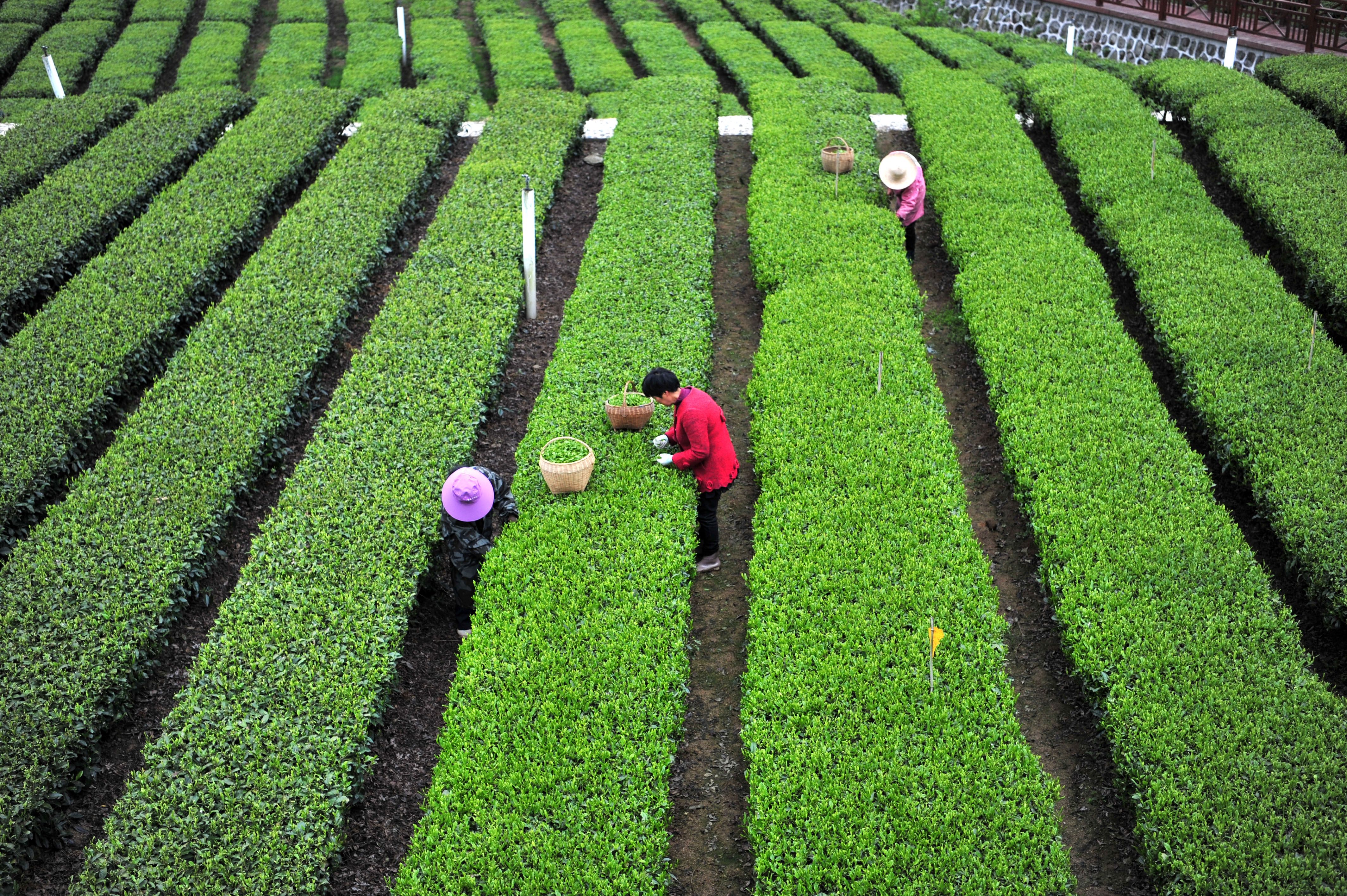 在湖北宜昌市五峰土家族自治县渔洋关镇的青岗岭生态茶园种植基地.