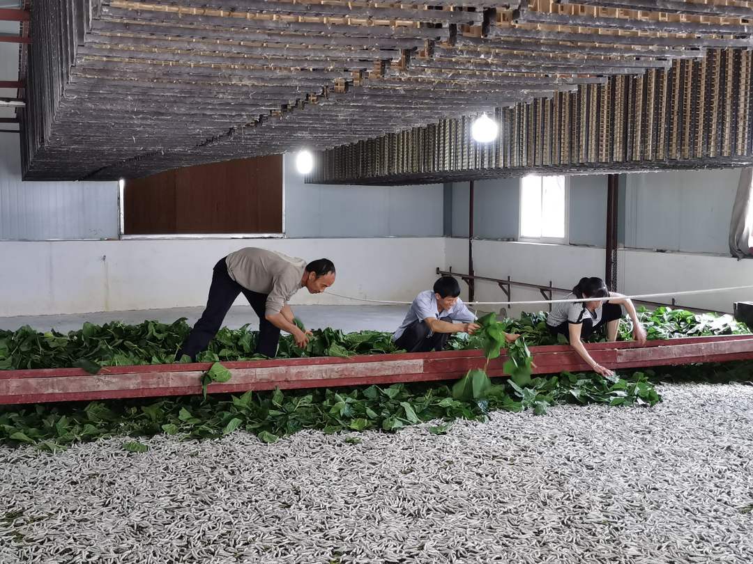 广西鹿寨县种桑养蚕结出"致富"茧