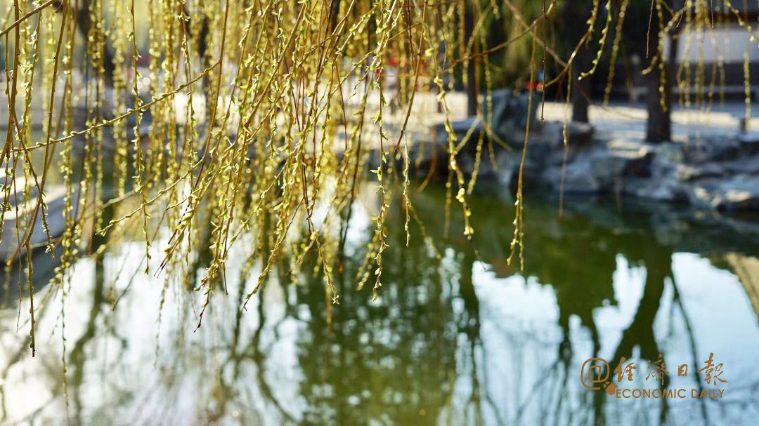 柳條春天湖邊公園早安於浩0.jpg