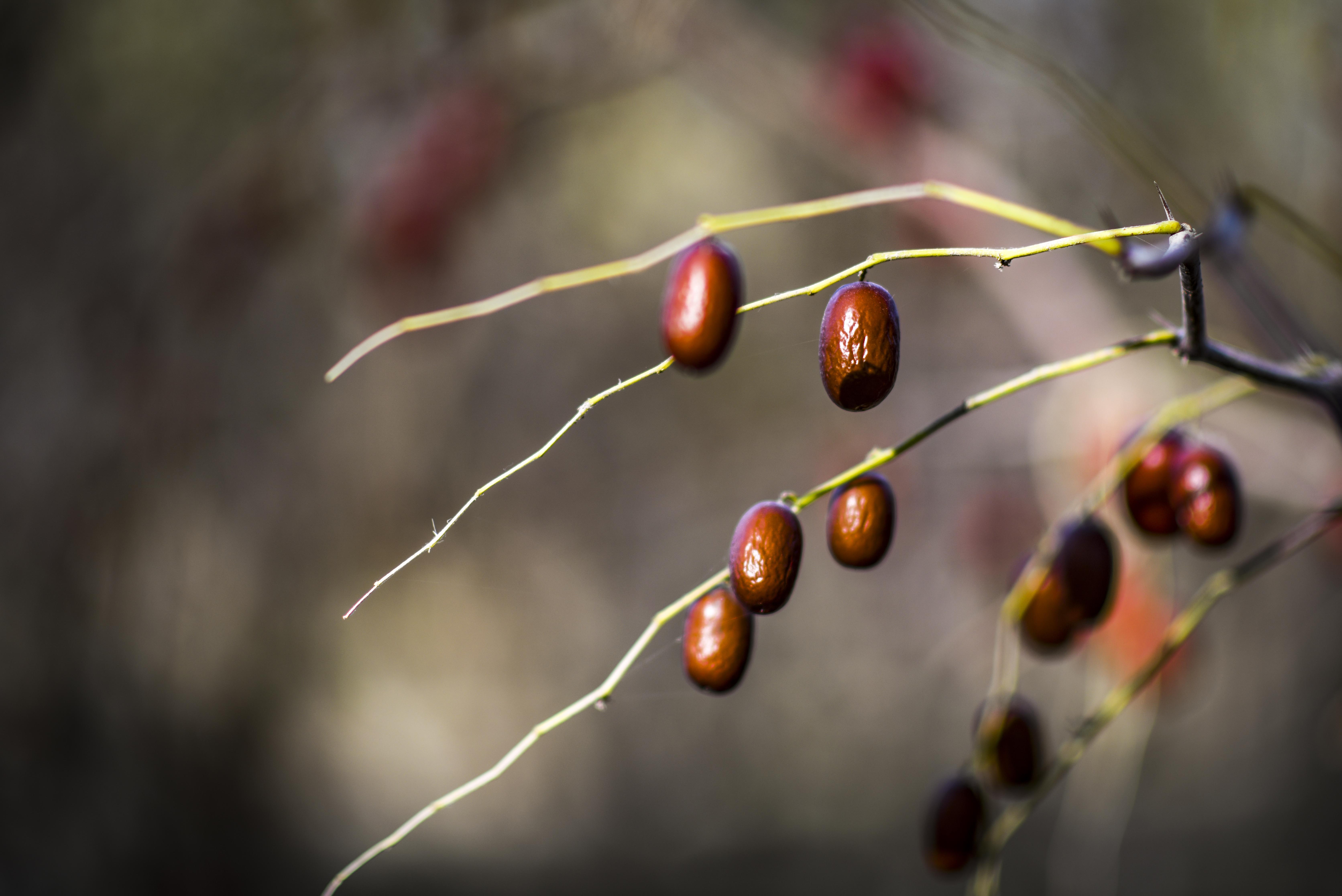 大棗紅棗新華社.jpg