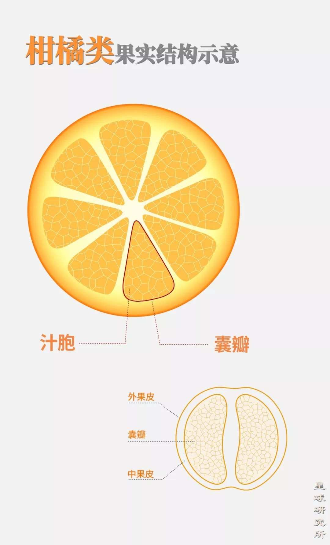 14亿超庞大人口的中国,为什么全年随时都能吃到水果?