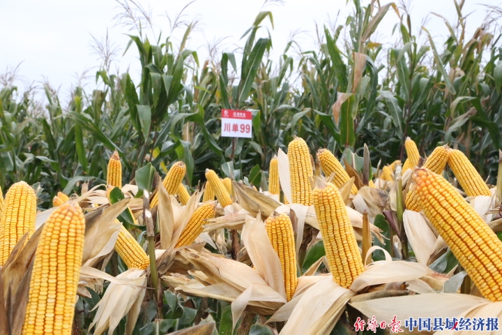 玉米新品种吨粮99图片