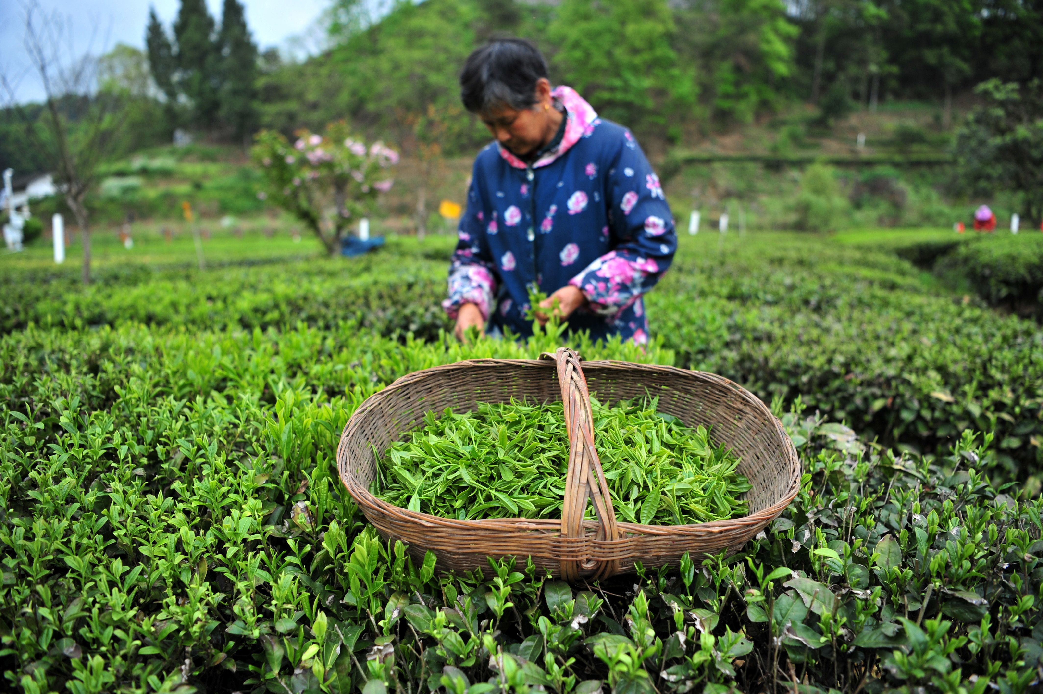 湖北宜昌市夷陵区太平溪镇茶农在生态茶园里采摘春茶.(张国荣摄)