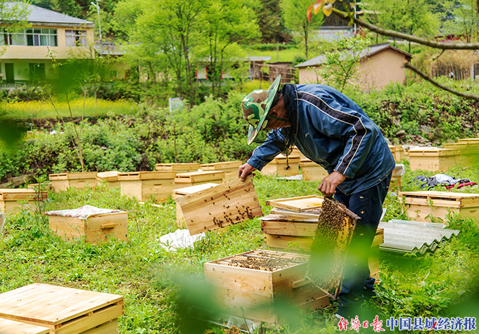 康县白杨镇竹园村蜂农正在查看蜂群。（焦杨红摄）