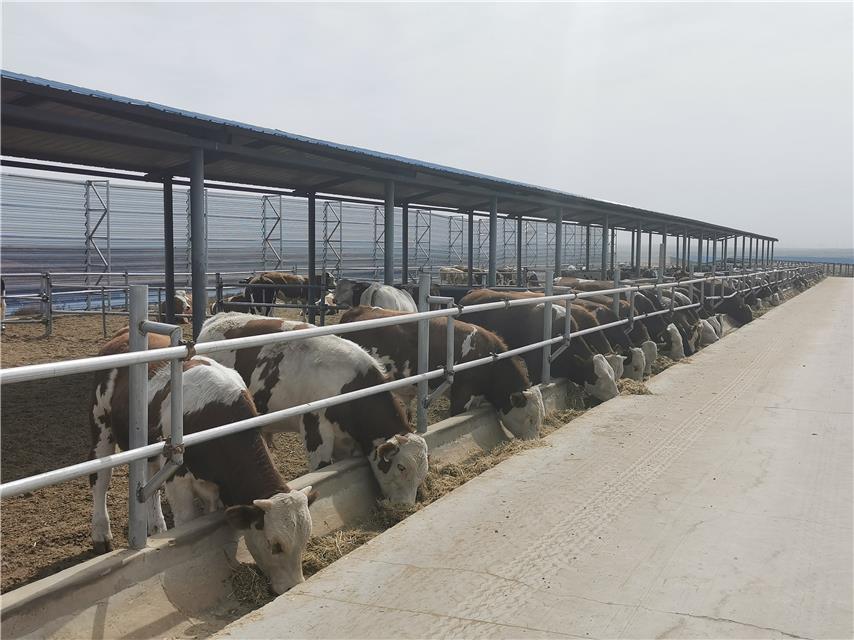 宁夏红寺堡：宁夏红寺堡： 牛产业 “牛”在哪？