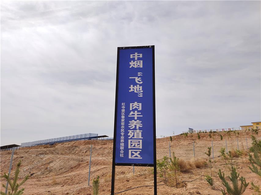 宁夏红寺堡：宁夏红寺堡： 牛产业 “牛”在哪？