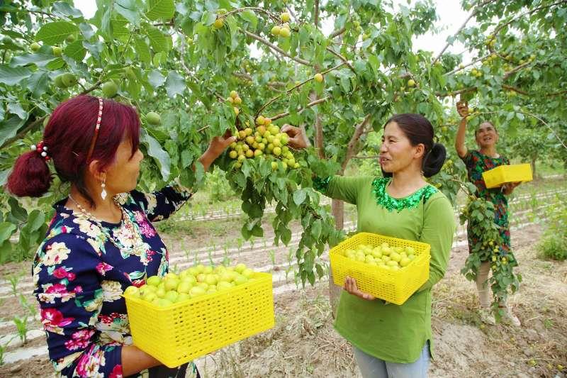 宁波援疆指挥部：助推库车小白杏出天山