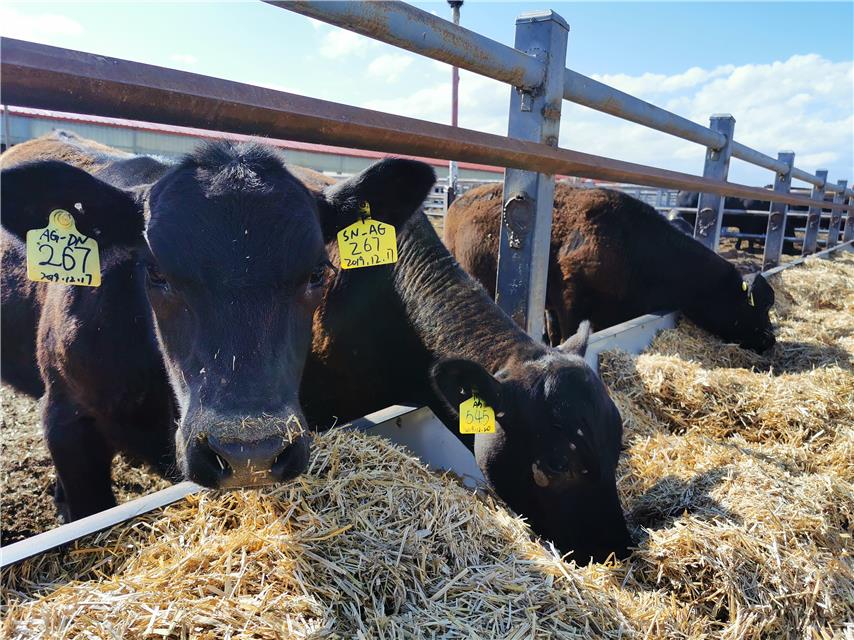 新疆塔城：做好乡村振兴“牛文章”新疆塔城：做好乡村振兴“牛文章”