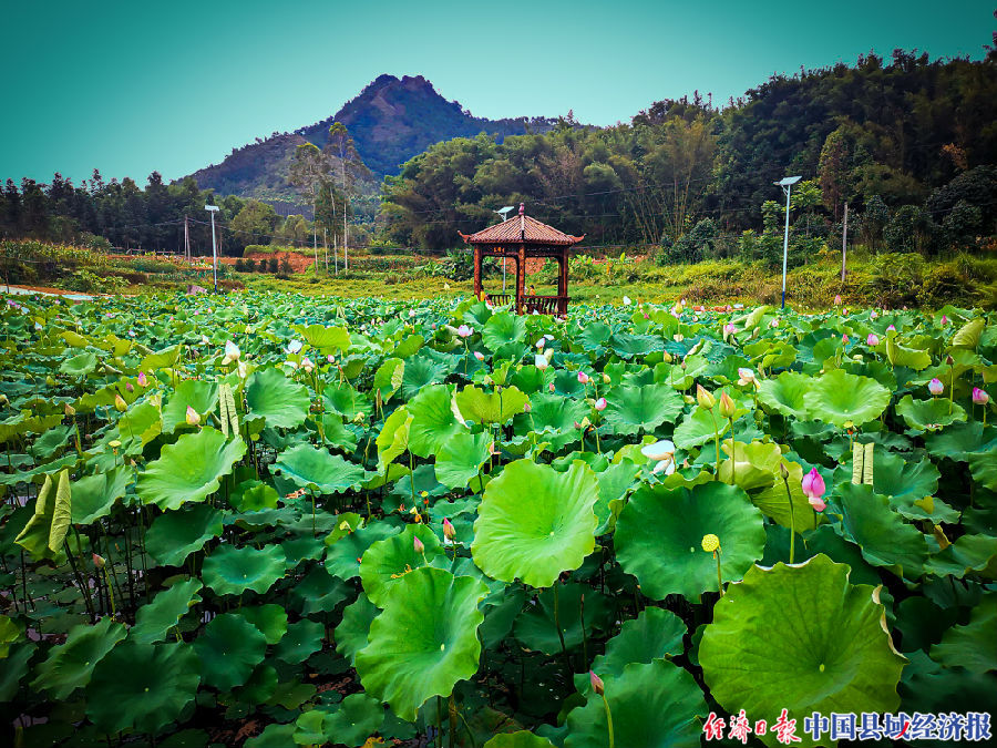 中国县域经济报|广西藤县国安村：荒废泥潭精妆打扮，田园风情美好呈现