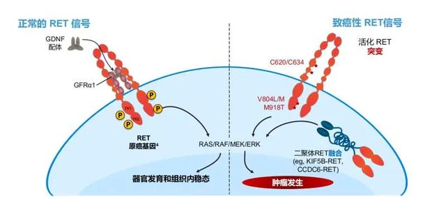 注意：不吸烟也会患肺癌？可能是由于RET基因突变