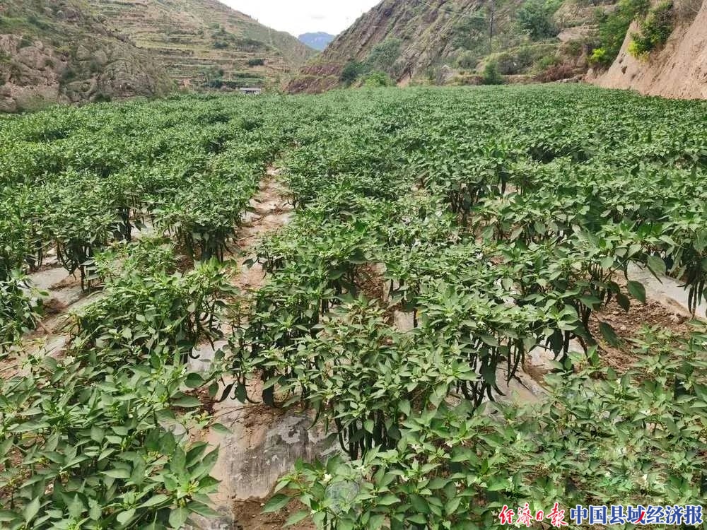 郭河乡辣椒种植基地