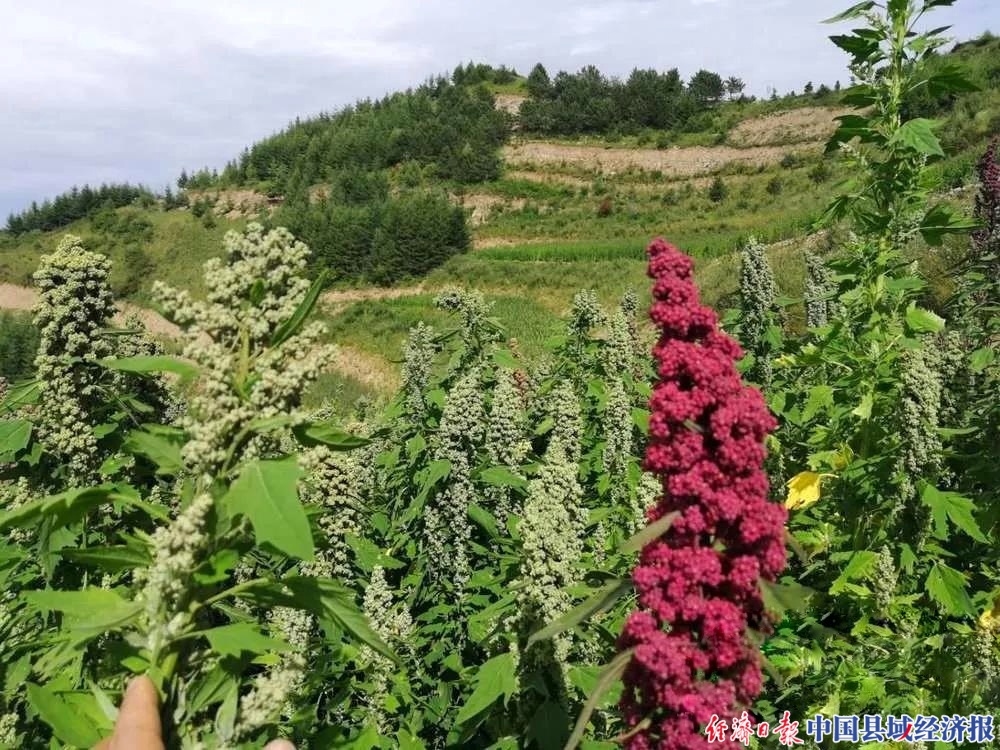 郭河乡高山藜麦