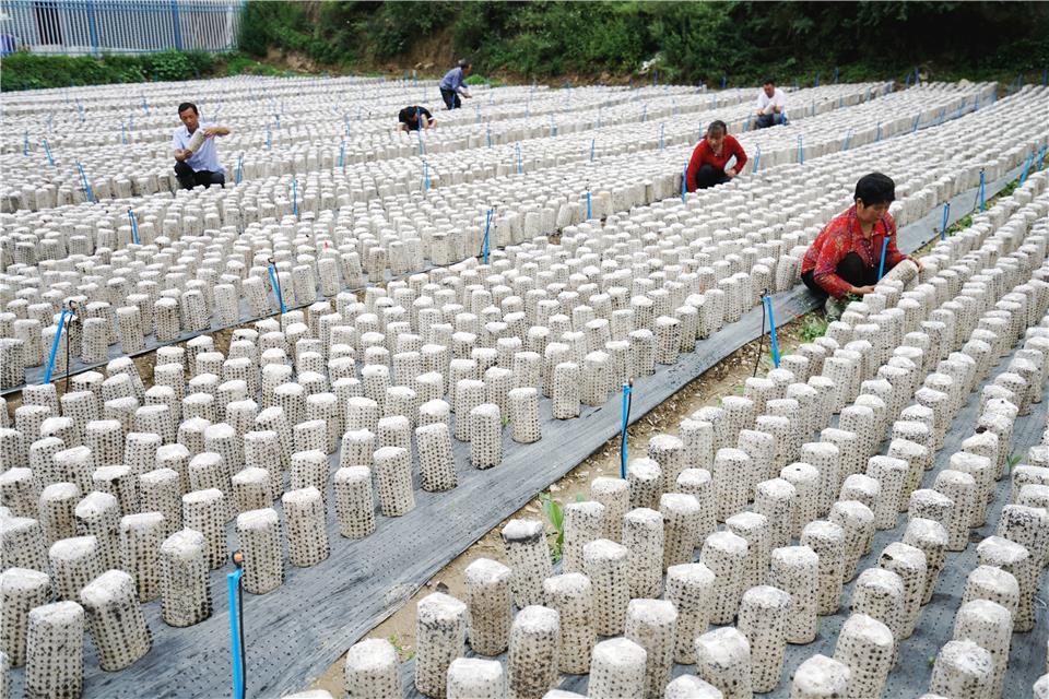 甘肃宕昌:黑木耳产业促农增收
