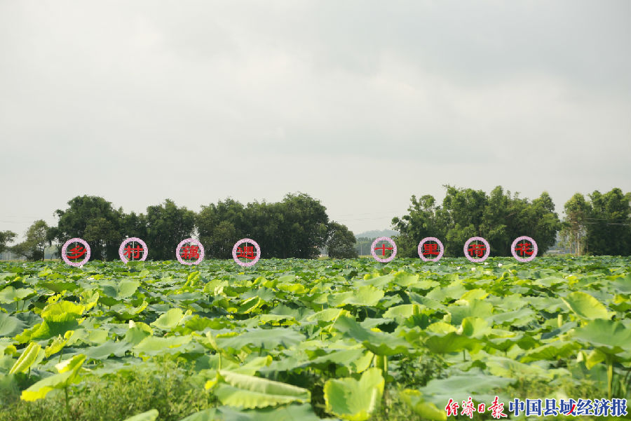 莲藕基地一角