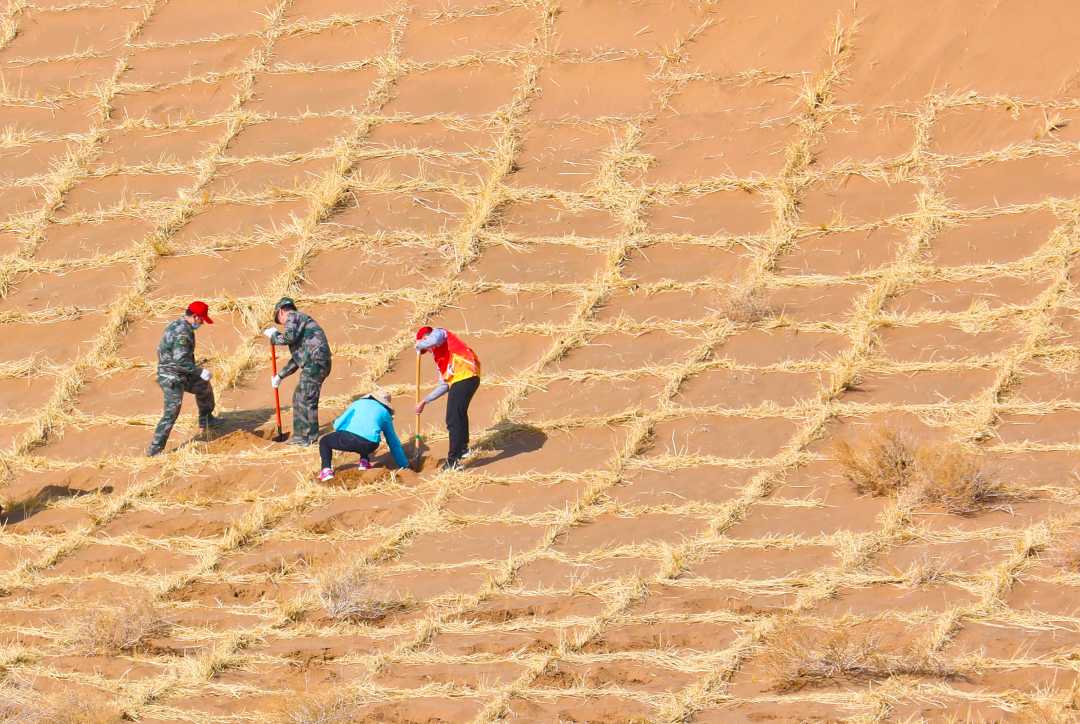 当日是植树节,市民们来到平川镇北部沙区和三北防护林工程区压沙障
