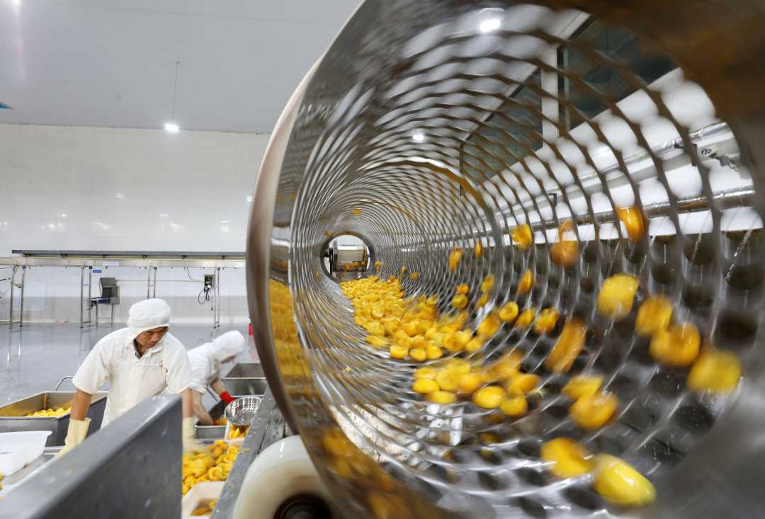 组图安徽淮北黄头罐头加工忙