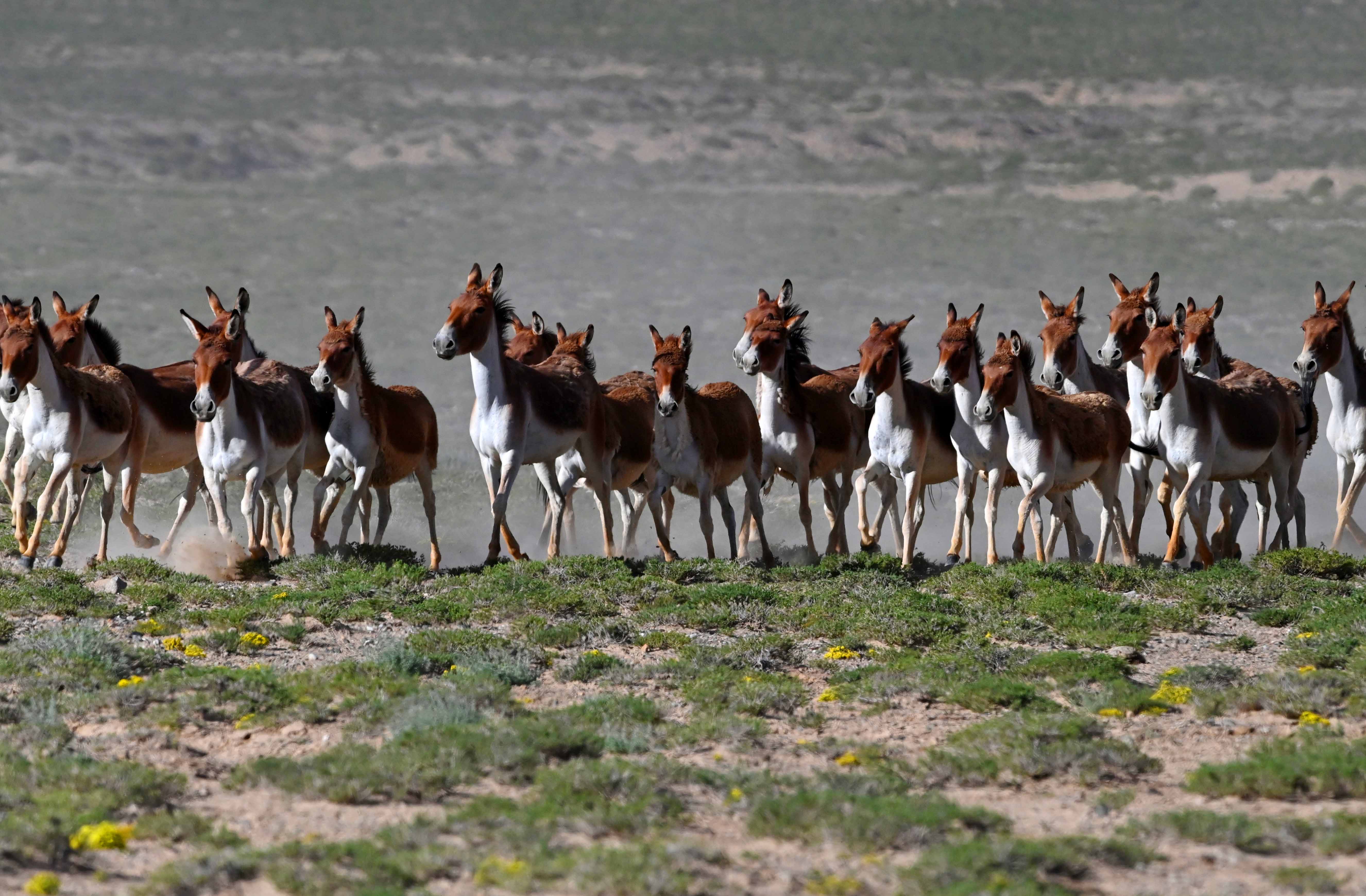组图新疆高原野生动物的乐园