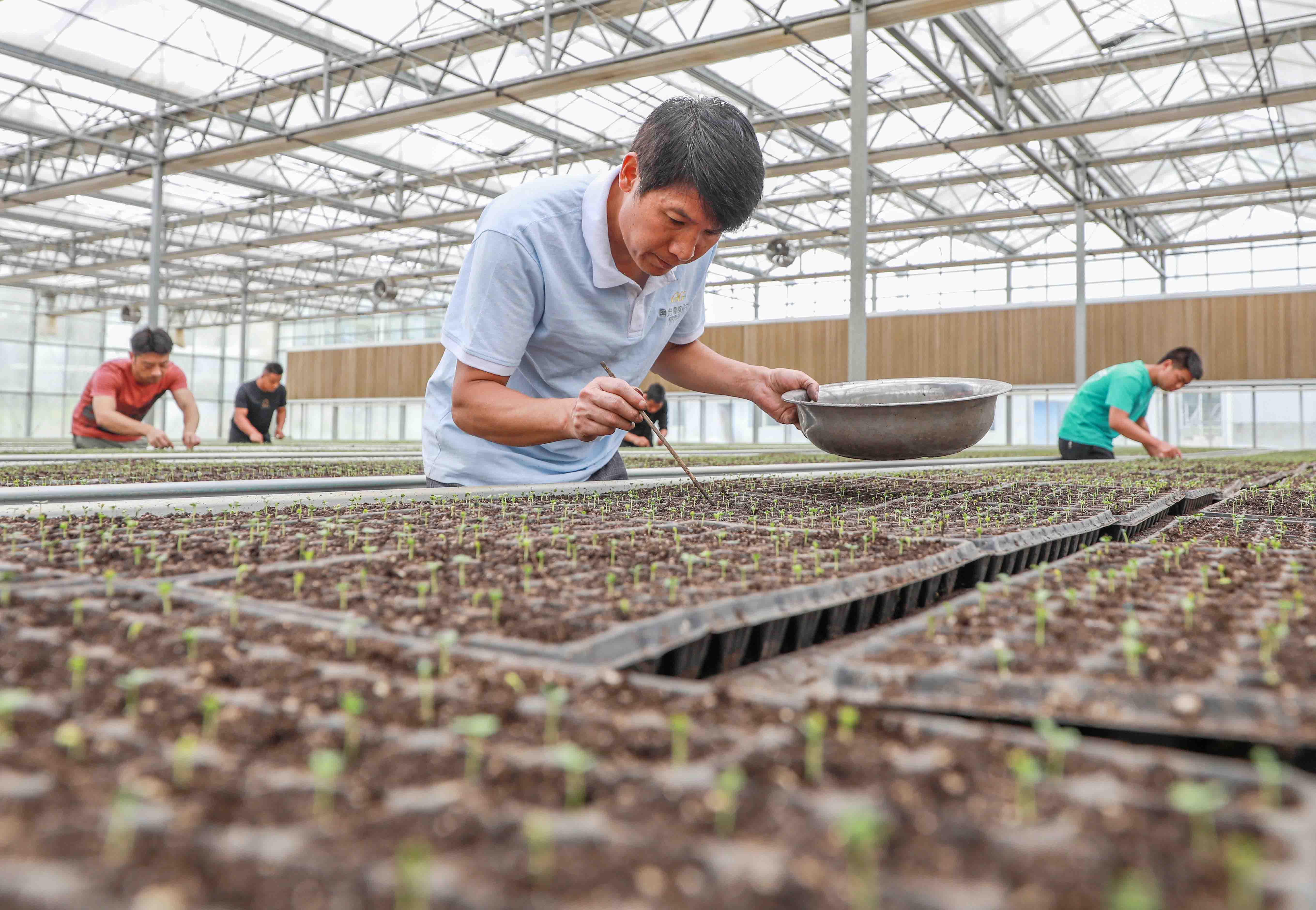 组图贵州玉屏西兰花育苗管护忙