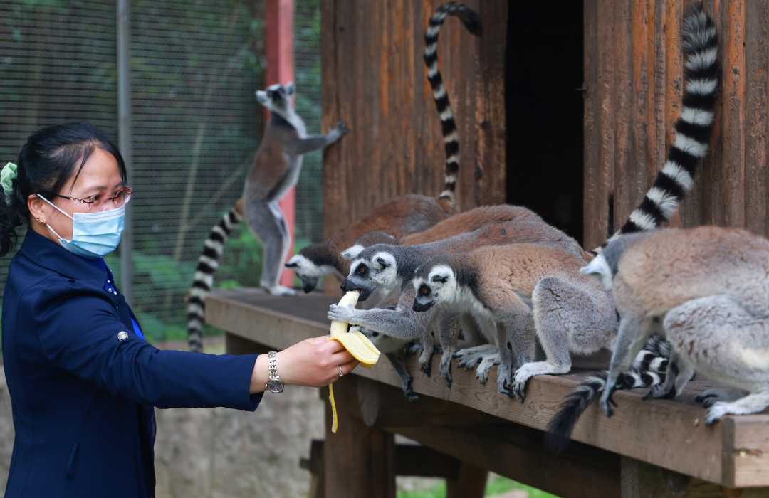饲养员正在给环尾狐猴喂食香蕉6.JPG