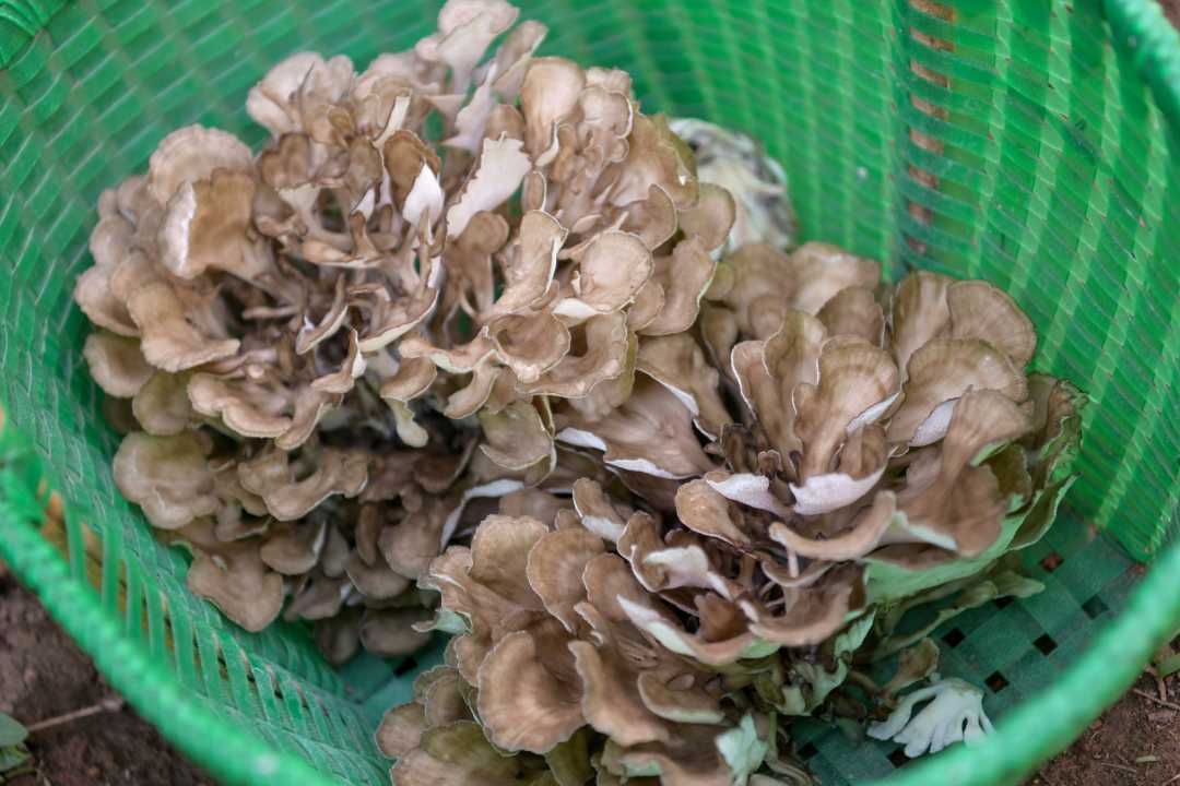 河北沙河：栗蘑采收农民喜