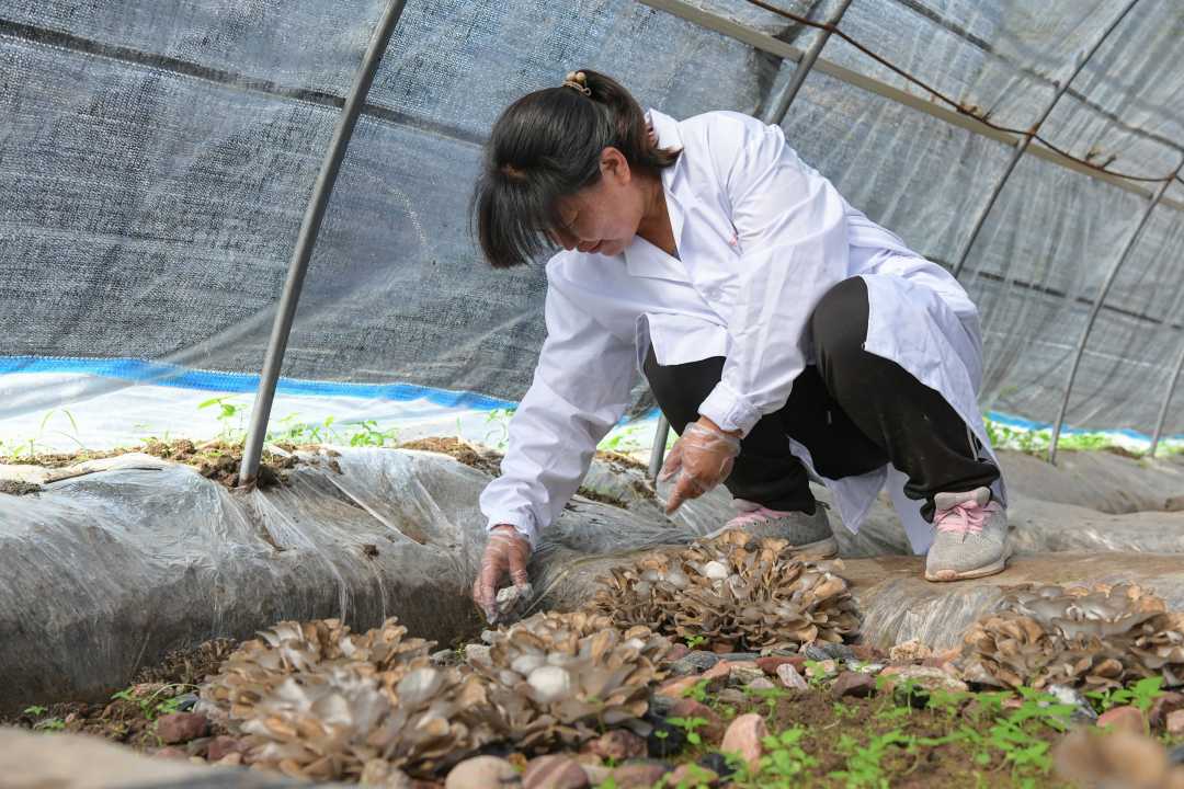 河北沙河：栗蘑采收农民喜