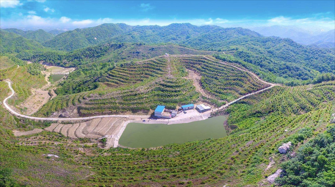 油茶树产量及产值