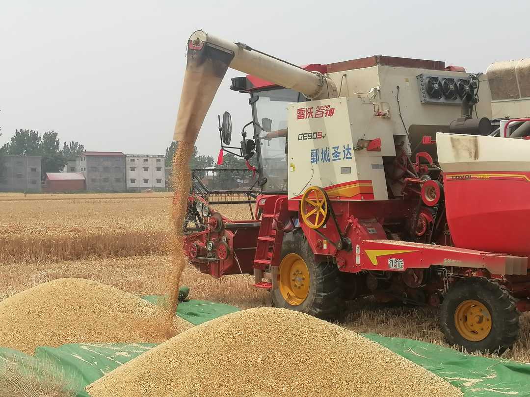 村一处小麦高产示范基地,一台驰骋麦田"吃饱"了联合收割机忙着卸粮