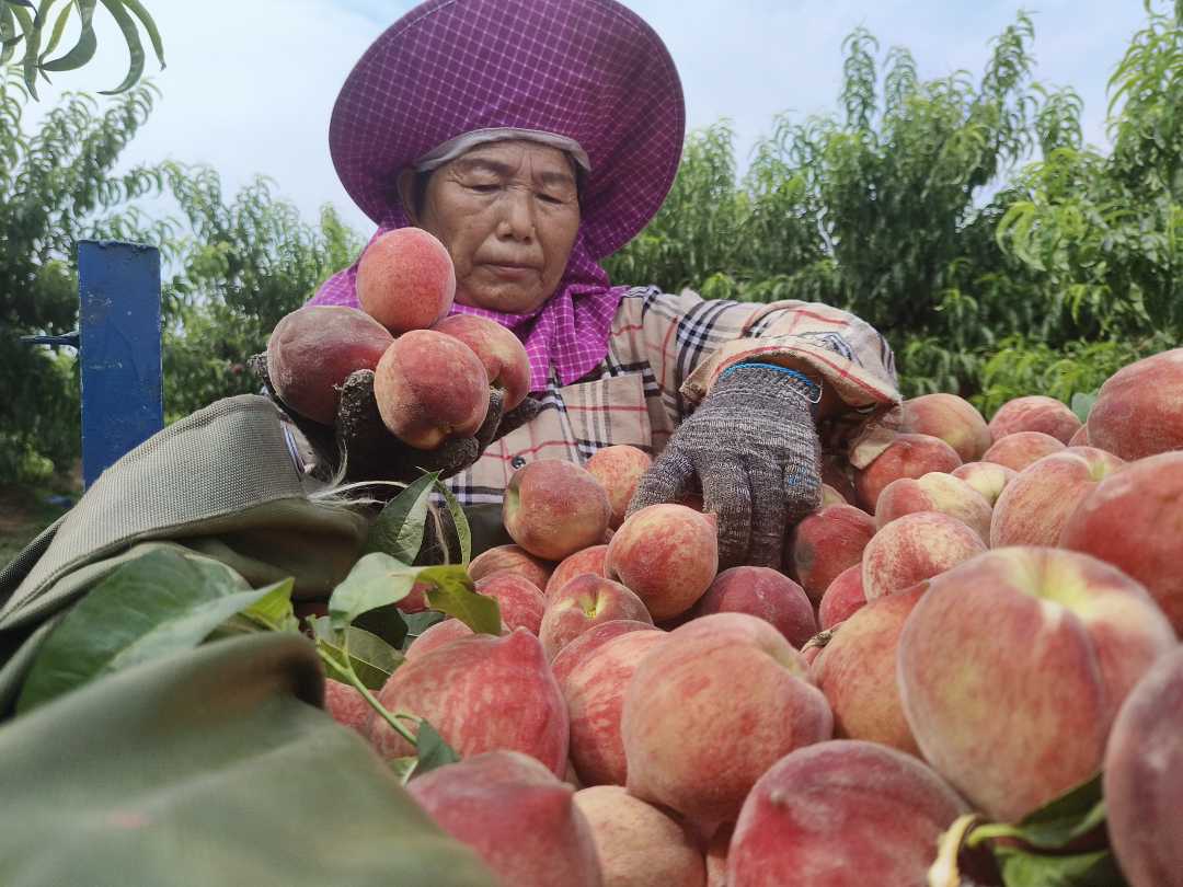 河南桐柏：鲜桃产业“映红”乡村振兴路