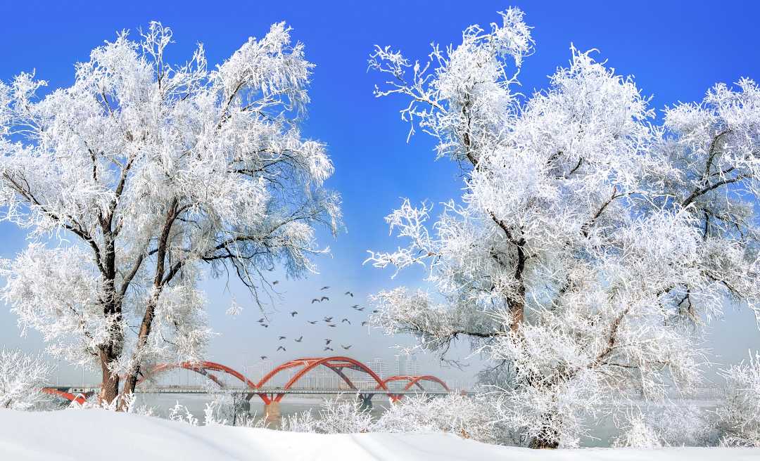 雪乡雾凇冰松图片图片