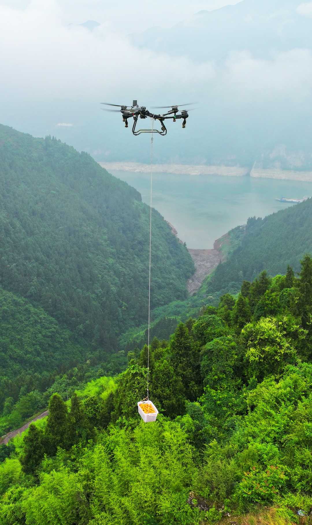 无人机植保技术在现代农业的应用与探索