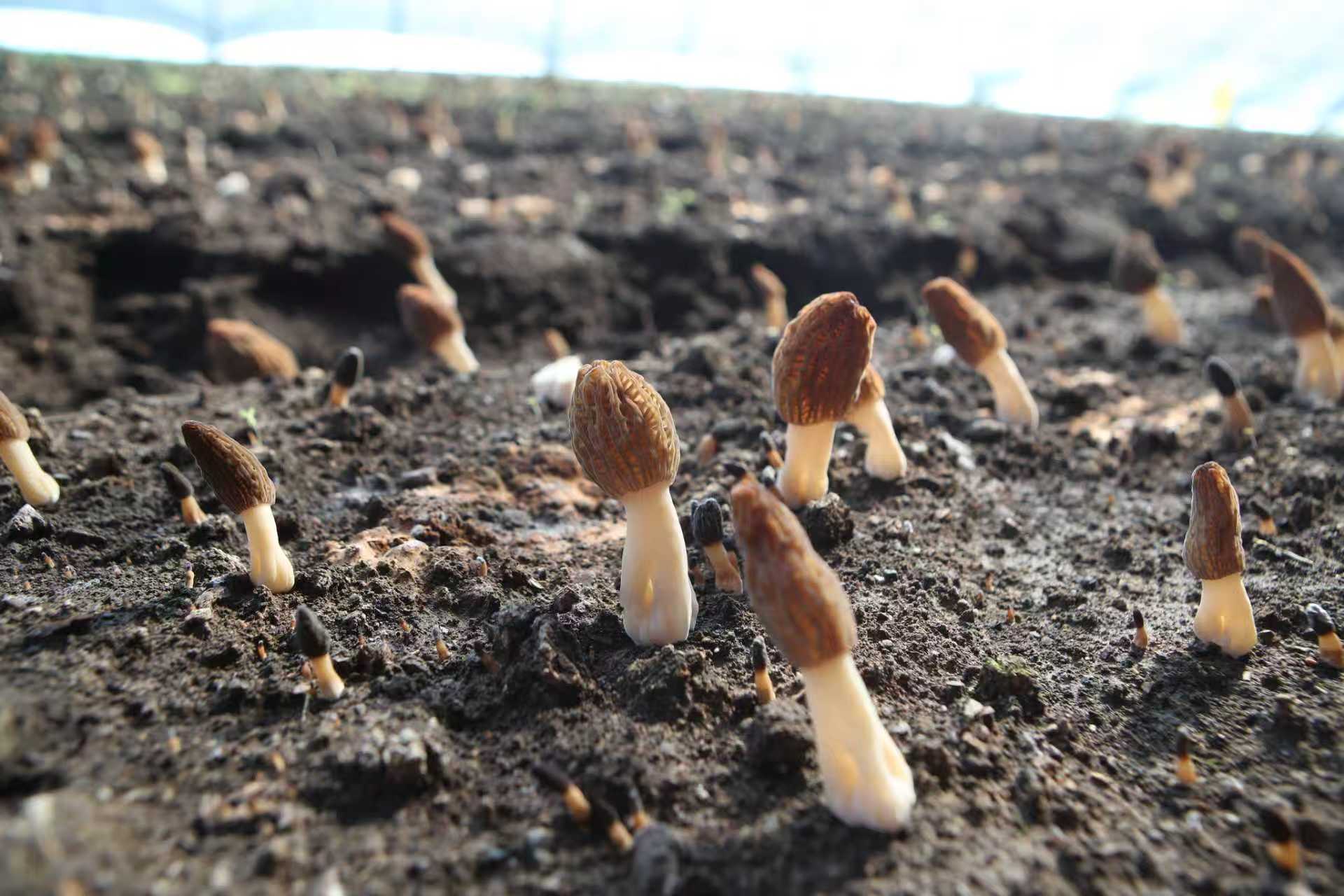 mmexport1763372699538