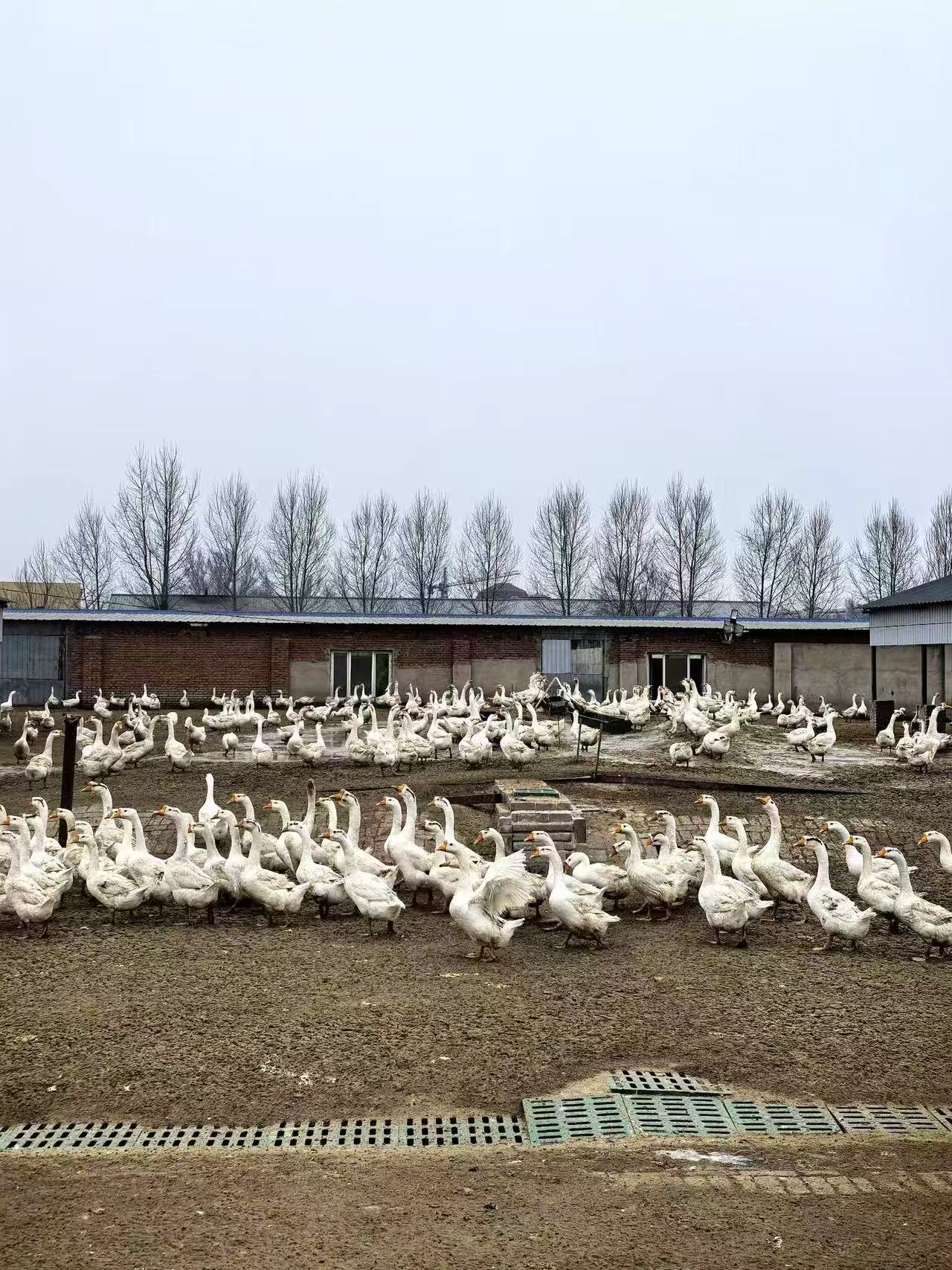 mmexport1763372702583