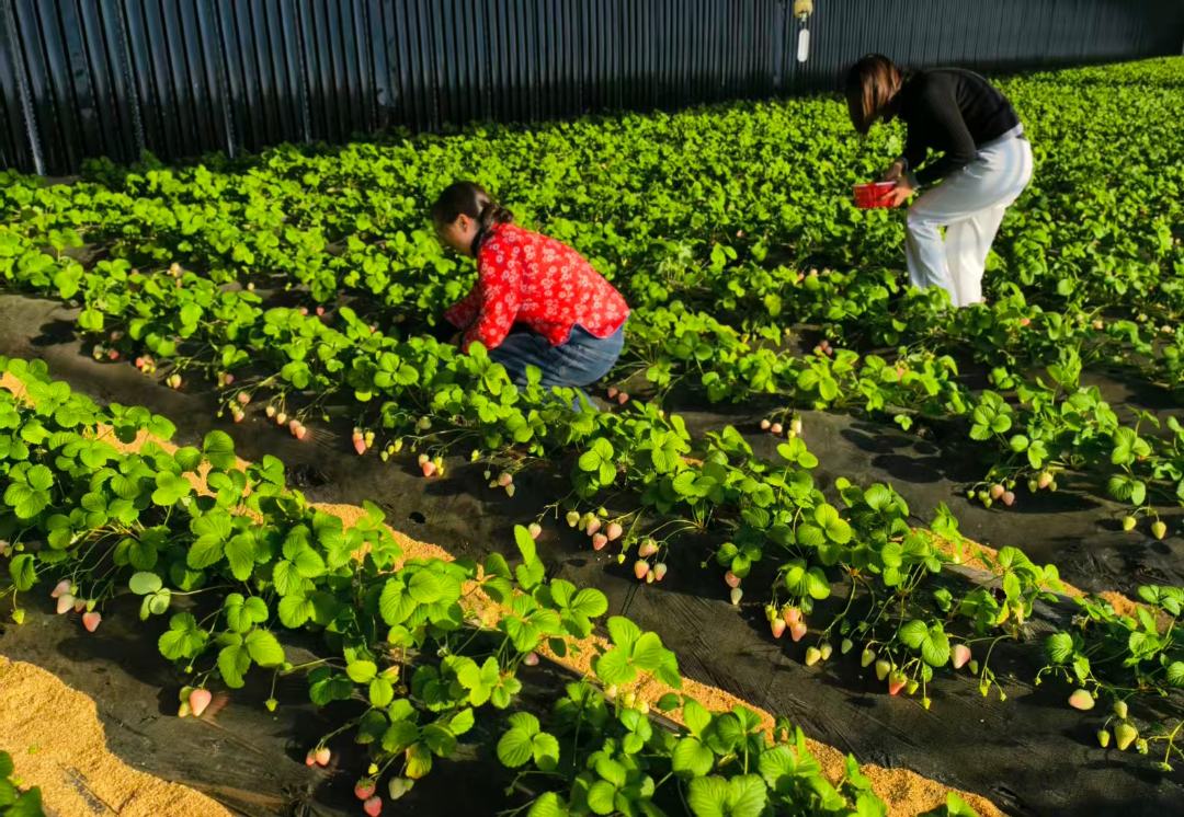 mmexport1768456761554