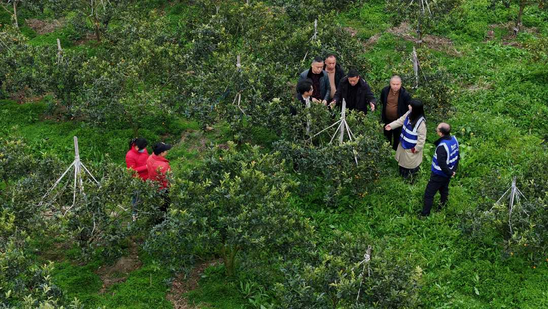 图6：2026年1月12日，在广西柳州市融安县河勒村万亩金桔园，工作人员和桔农现场查看分析植保效果（无人机照片，谭凯兴 摄）。.JPG