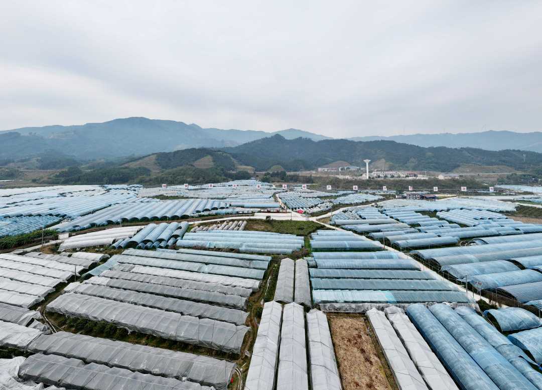 图9：2026年1月12日，在广西柳州市融安县长安镇河勒村拍摄采用“三避”技术的金桔园（无人机照片，谭凯兴 摄）。.JPG