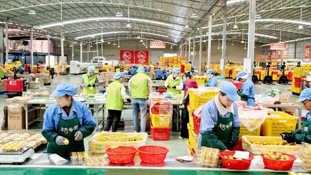 图2：11月30日，在广西柳州市融安县某金桔企业生产车间，工人在生产线上包装金桔，准备供应市场。（谭凯兴 摄）.jpg