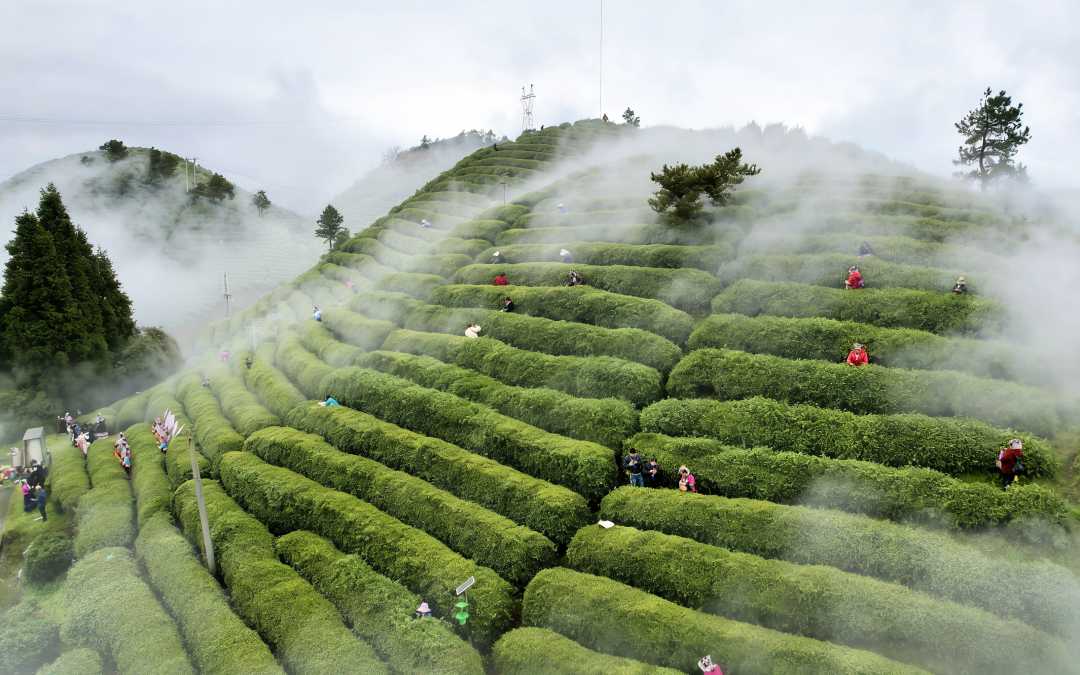 黔南州都匀市茶园一角。本报记者 王新伟 摄