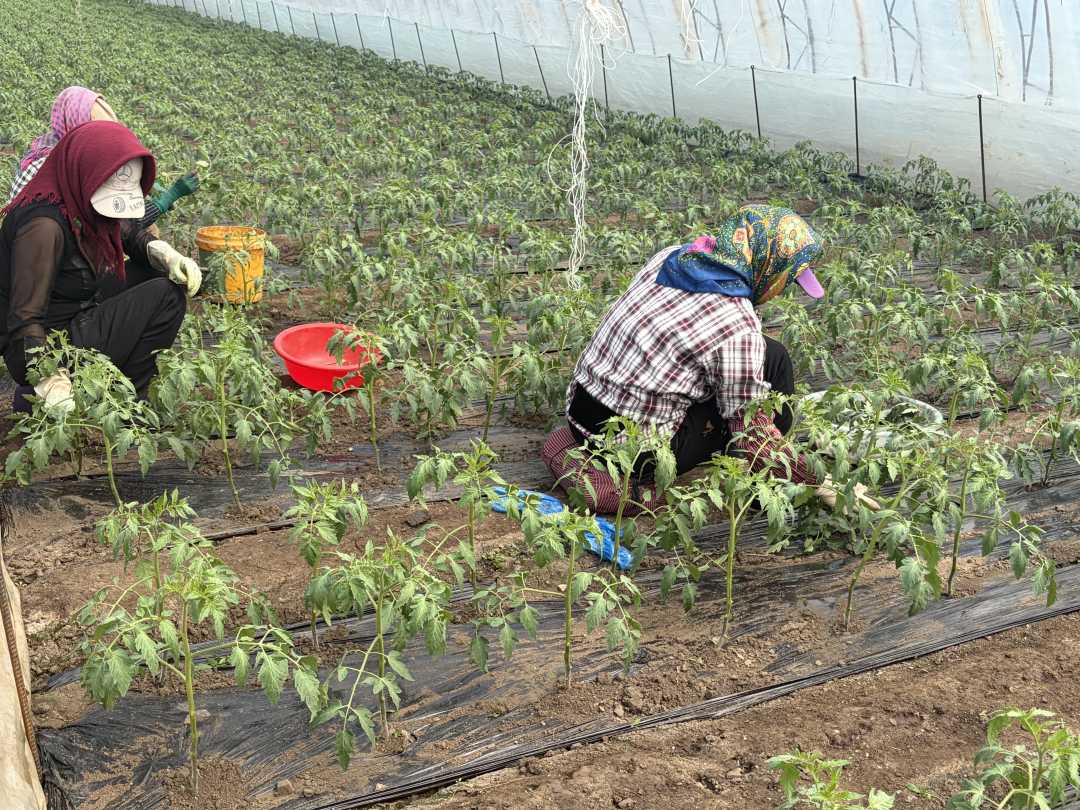 mmexport1775698750004