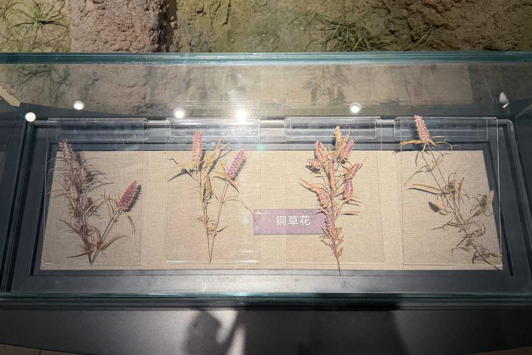铜草花.jpg