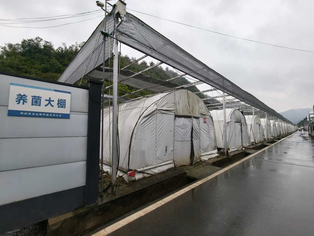 蘑菇3.jpg